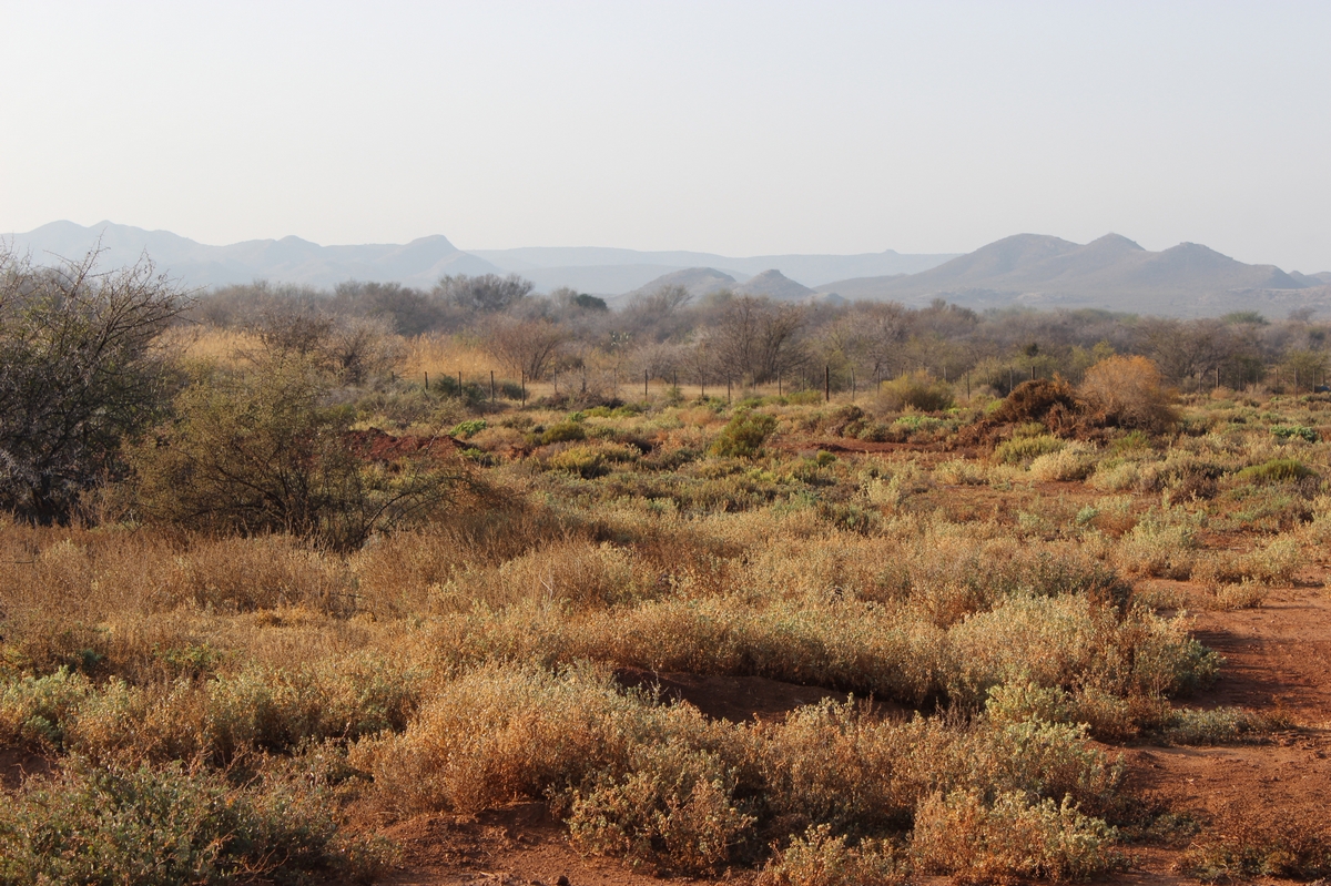Suedafrika_2 (61a).JPG